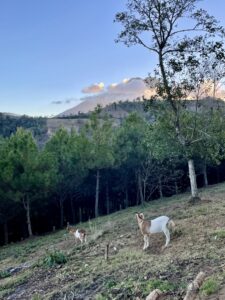 Goats on the hill with Acatenango in the background